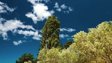 A-windy-day-with-branches-of-Willow-trees-moving-in-the-countryside-of-New-Zealand