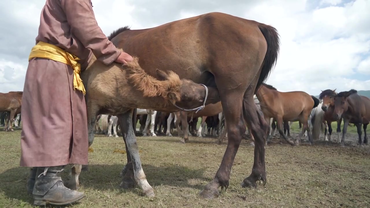 Herdsman Tending to Foal Nursing from Mare in Mongolian Steppe