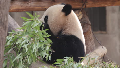 a close up of a panda eating