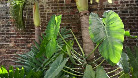 planta monstera gigante y otras plantas tropicales en un jardín