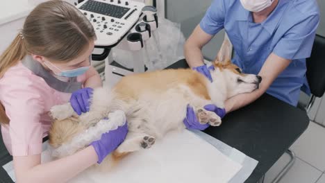 veterinarian team examines the corgi dog using ultrasound