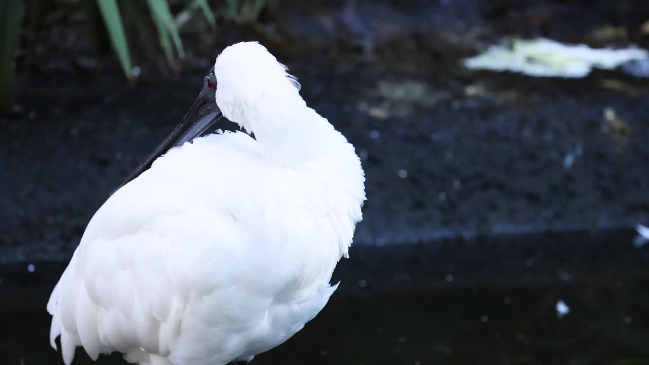 멜버른 동물원 의 물 근처 에 있는 스빌 털 을 는 것