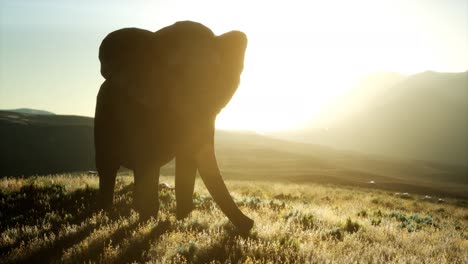 old-african-elephant-walking-in-savannah-against-sunset