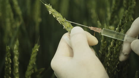 Syringe-with-needle,-genetically-modified-foodstuff-concept,-closeup-view