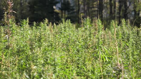 Hanfplantagen,-Die-Sich-An-Einem-Sonnigen-Tag-Sanft-Im-Wind-Wiegen