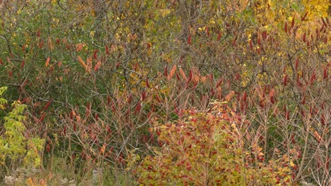 green, orange and yellow autumn bushes and trees with bugs flying