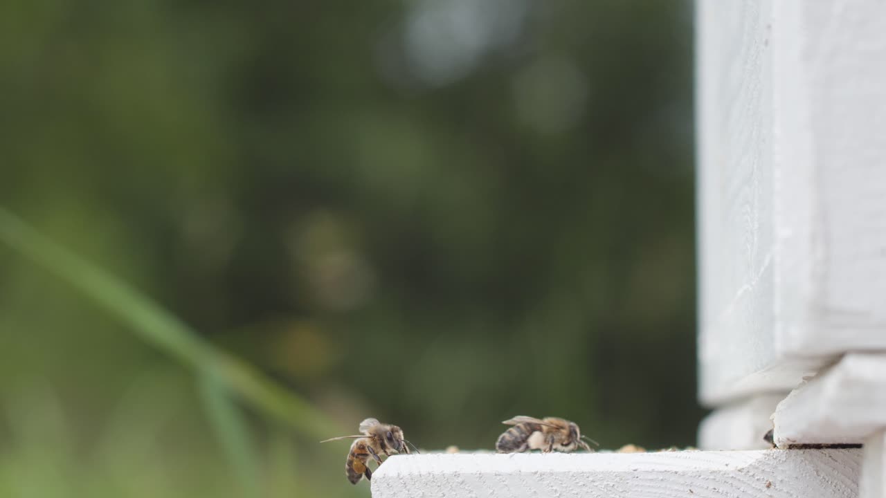 Bees near a white beehive