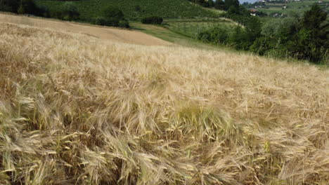 agricultura cultivo campo de trigo vista aérea