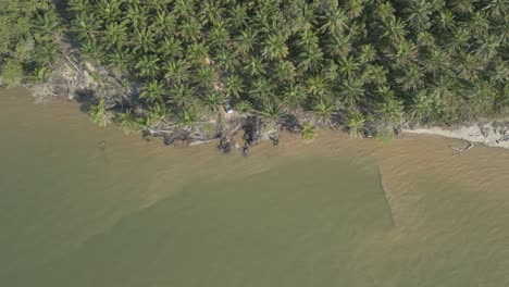aerial drone view during summer alit fishing village,kabong with, facing open blue sea, white sandy beach,green coconut, palm trees,and river,sarawak,borneo