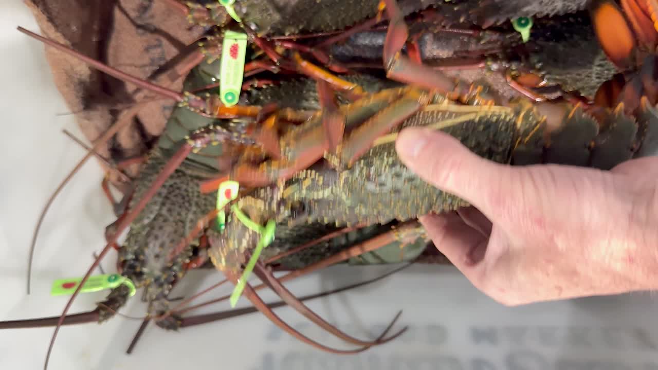 골드 코스트 해산물 시장에서 호박을 검사하고 있습니다.