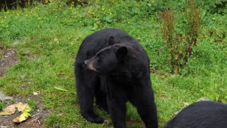 adult american black bear  in alaska