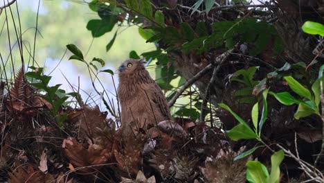 Camera zooms out while this juvenile owl is looking up towards the left