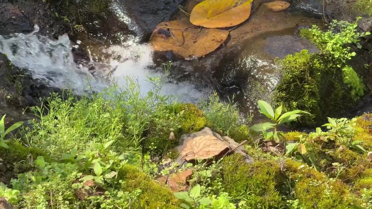 Pequeña cascada fluyendo sobre rocas cubiertas de musgo en el bosque