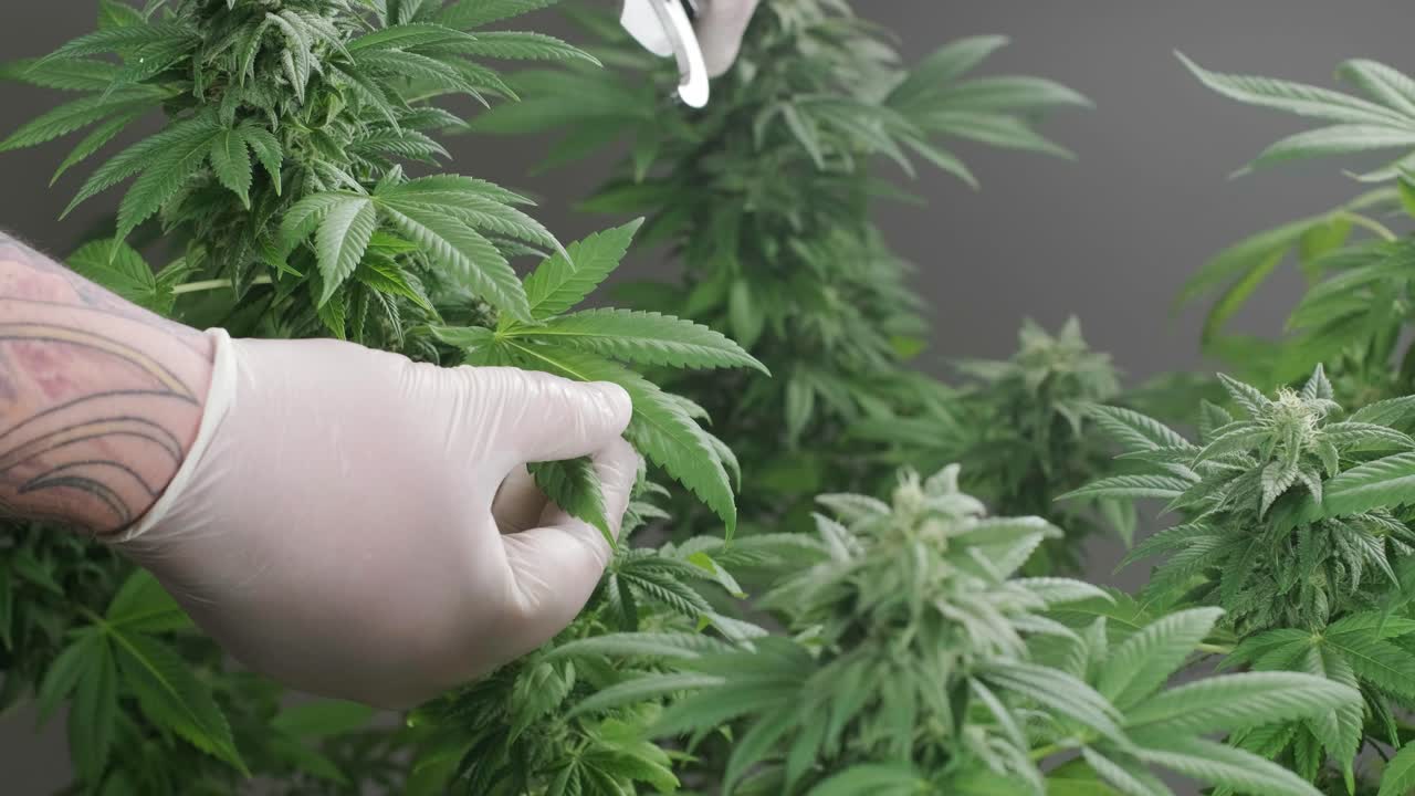 대마초 재배: 의학에 사용하기 위한 대마초 연구, 데이터 수집, 대마초 기름 연구, 마리화나 생산.