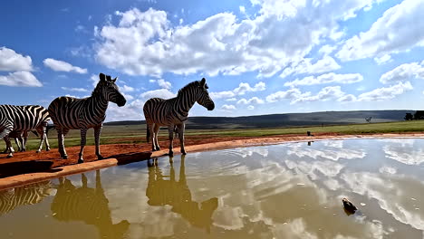 pov next to artificial waterhole on game reserve of zebras drinking