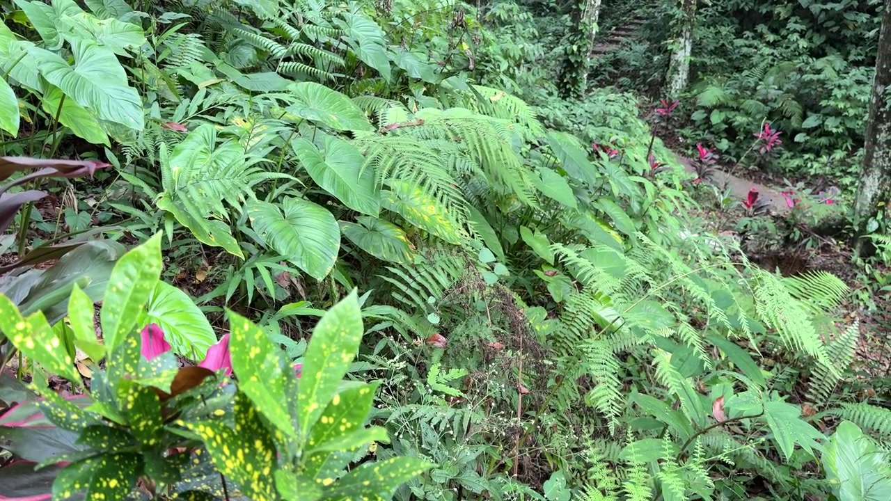 Densa vegetación de selva tropical con plantas de un verde vibrante