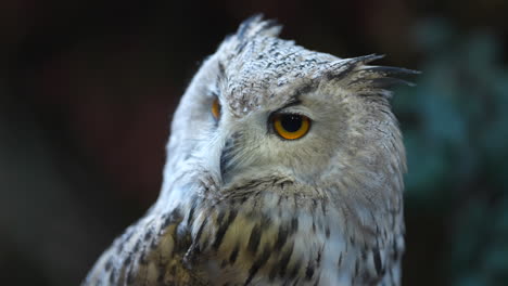 close-up of a beautiful white eurasian eagle-owl turning its head and blinking one eye to stay vigilant