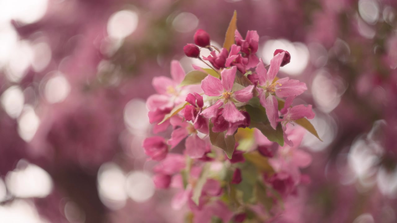 Cherry pink flowers blooming in spring