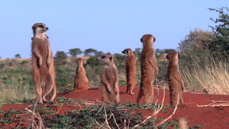 una familia cercana de suricatas de pie juntos en el sol de la mañana, sur del desierto de kalahari en áfrica