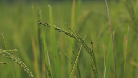 close up of green plants on rice paddy field