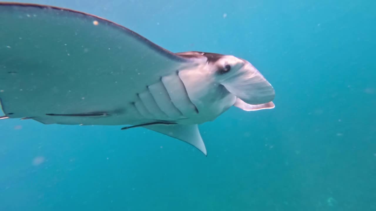 Giant oceanic manta ray (Mobula birostris) glides through clear blue water