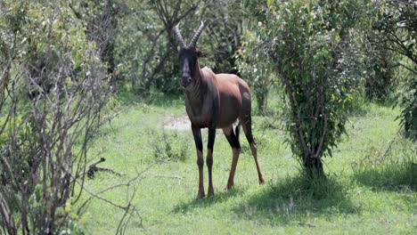 Männliche-Afrikanische-Topi-Antilope-Mit-Dunklem-Gesicht-In-Der-Wildnis-Kenias,-Handgeführte-Teleaufnahme