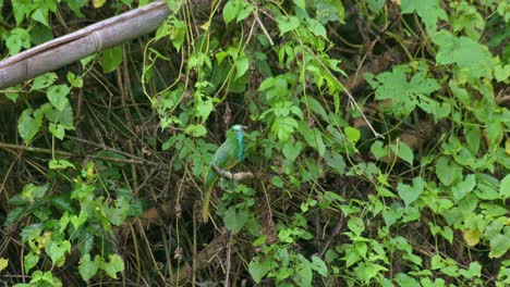 먹이를 찾는 동안 수염을 고 있는 파란 수염 벌 먹이 벌 (nyctyornis athertoni, 태국)