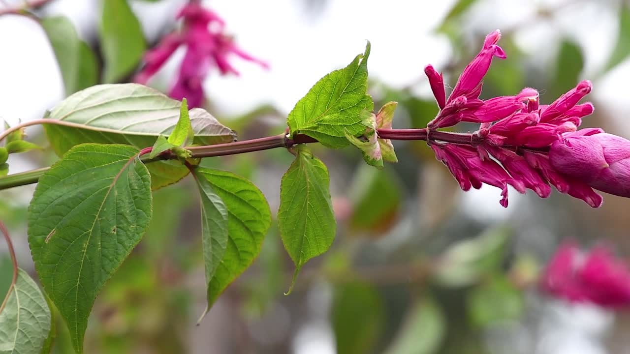 Primo piano di fiori tubolari rosa brillante e foglie verdi su un ramo orizzontale in un giardino