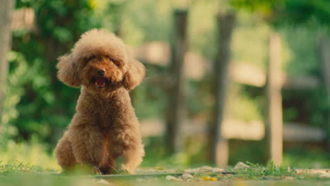 perro de raza de caniche establecido con espacio de copia vacío con árbol verde parque fondo borroso