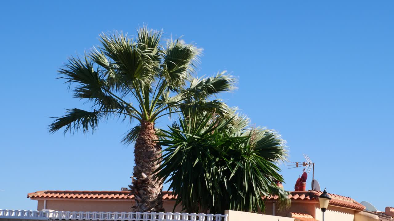 Palme che ondeggiano a causa dei forti venti, accanto al tetto di una casa.