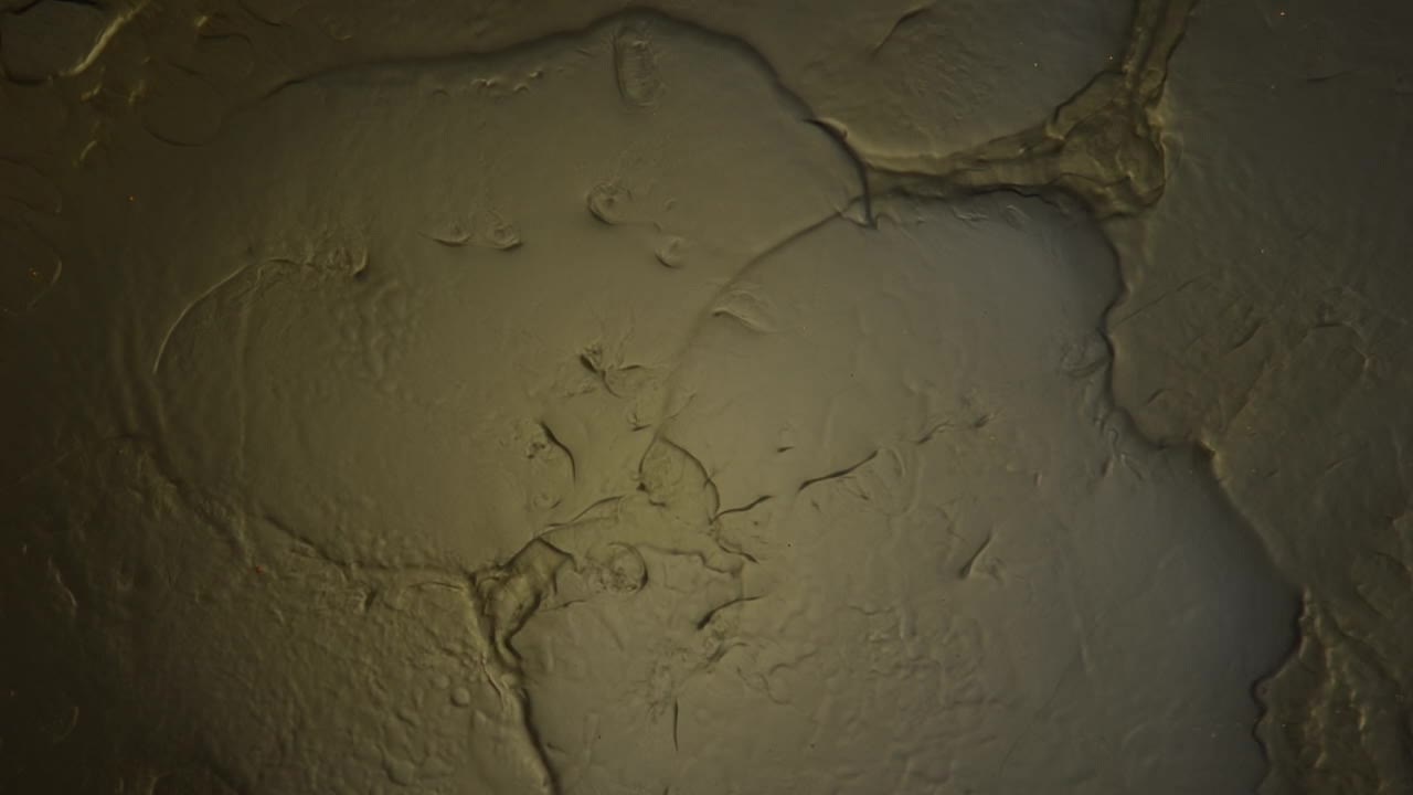 ¿no sería divertido simplemente tumbarse en este cálido charco dorado y divertirse en él?