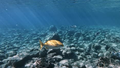 Rifffische-Schwimmen-Im-Meer-Mit-Sonnenstrahl