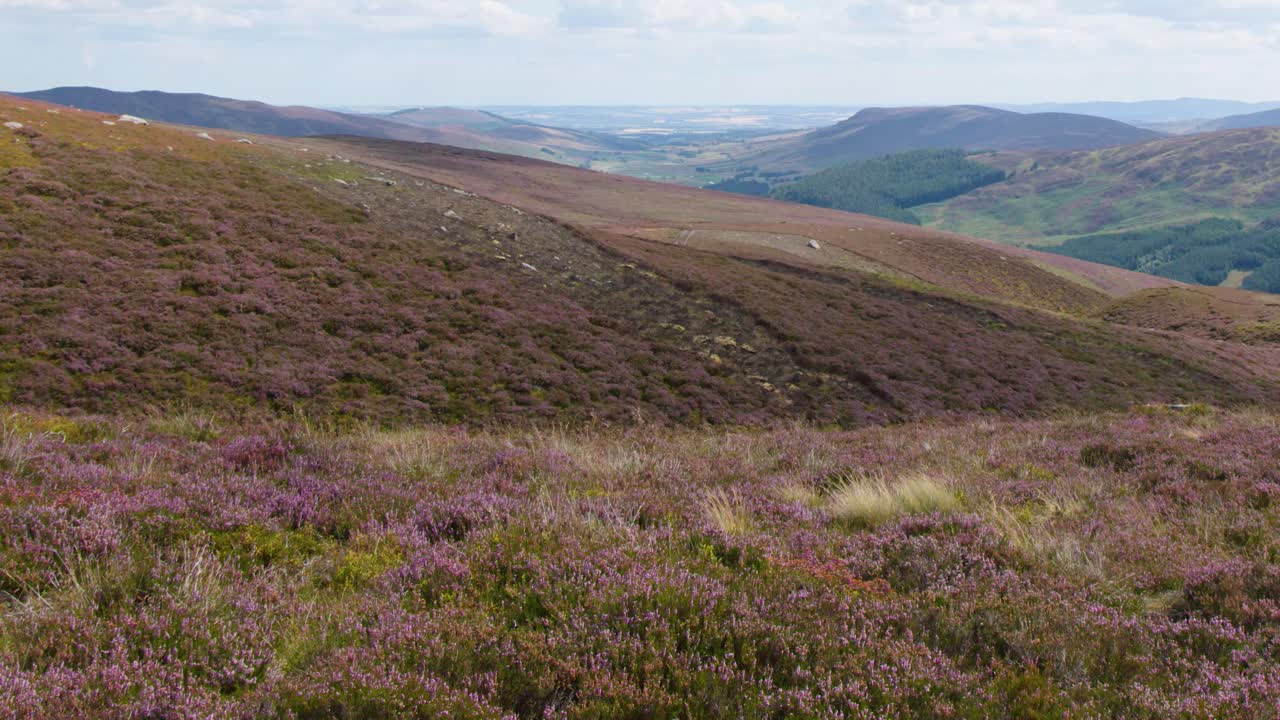 Camera slowly pans over heather moorland, revealing rolling hills under soft natural daylight