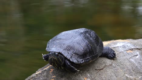 Close-up-shot-of-a-wild-red-eared-slider-turtle,-trachemys-scripta-elegans-spotted-resting-motionless-by-the-lake,-basking-on-the-lakeside-rock-against-rippling-water-background