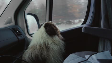 australian shepherd watching the passing winter landscape from the campervan window