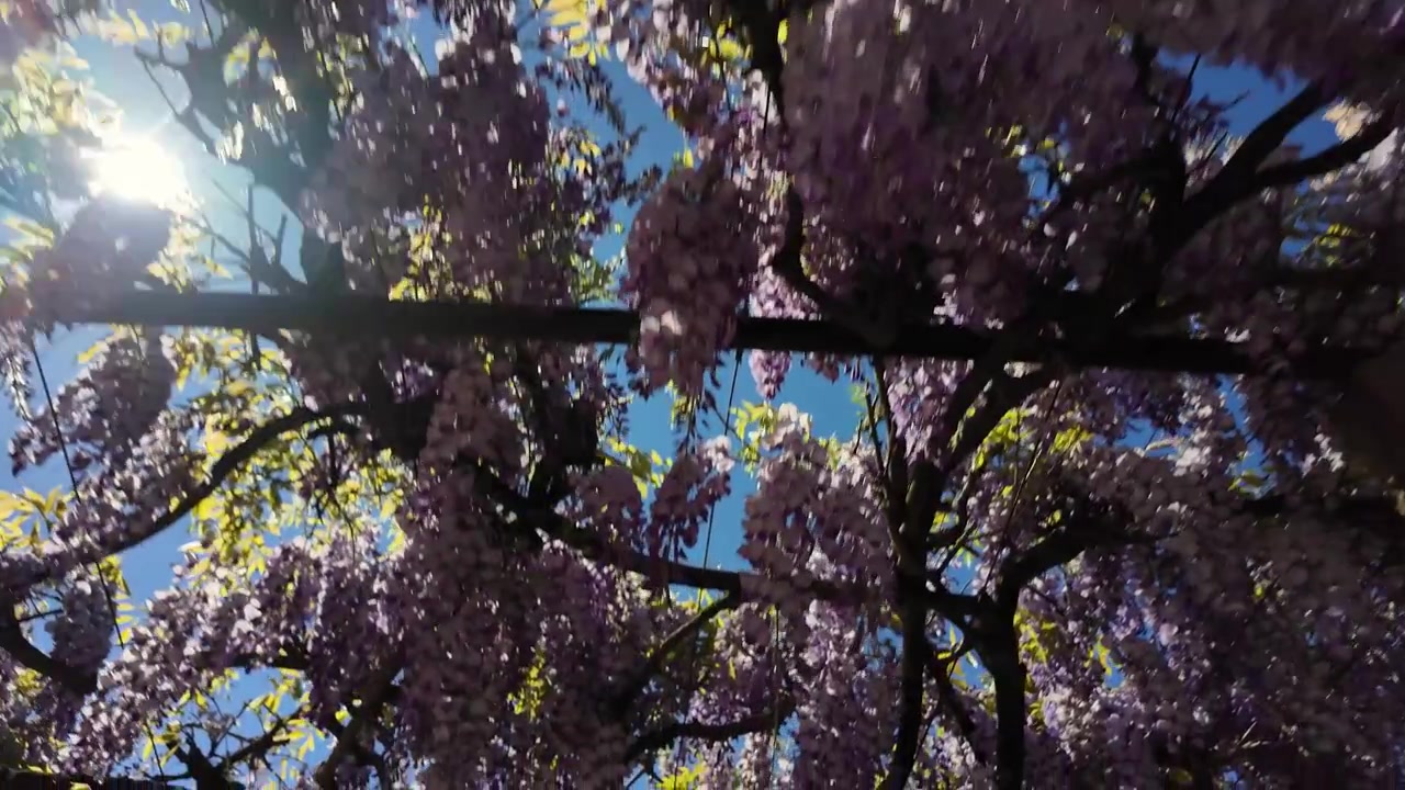 Handheld close-up shot of blooming wisteria sinensis vine with lush purple clusters and fresh green leaves, sunlight streaming through branches, evoking a tranquil spring garden mood.