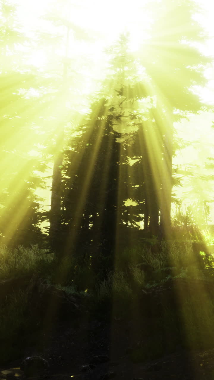 Sunlight shining through trees in forest during bright day