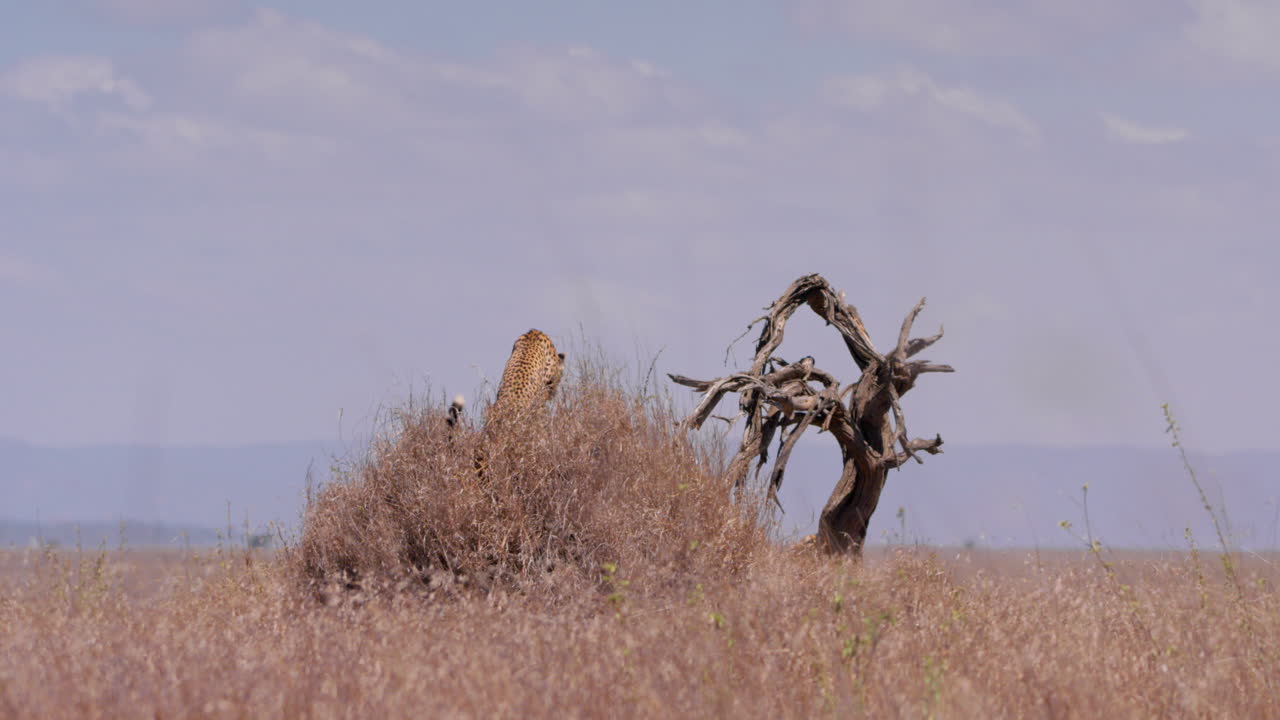 Extreme wide shot of a cheetah jumping up a termite mound to survey