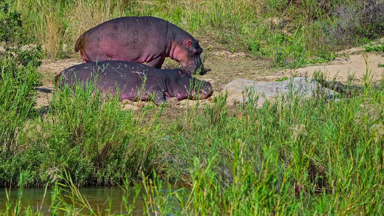 Hipopótamo (Hippopotamus amphibius) descansando à beira da água em uma reserva de vida selvagem na África do Sul, cercado por grama verde e vegetação de zona úmida, filmado com câmera na mão