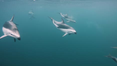 Group-Of-Beautiful-Dusky-Dolphins-Swimming-On-The-Blue-Ocean