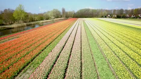 impresionantes imágenes tomadas con drones de los campos de tulipanes en holanda