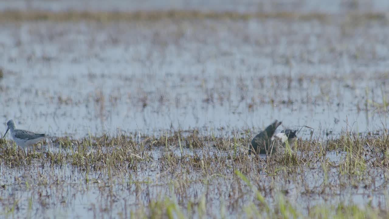 봄 이동 중에 물에 잠긴 습지에서 북쪽 lapwing