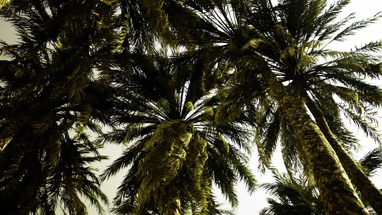 Vibrant palm trees reach for the bright sky under the warm suns glow