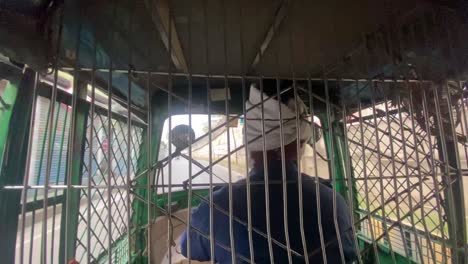 pasajero pov dentro del vehículo rickshaw detrás de una rejilla metálica