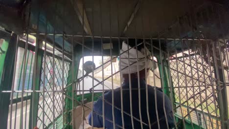 pov passenger inside rickshaw vehicle behind metal grid