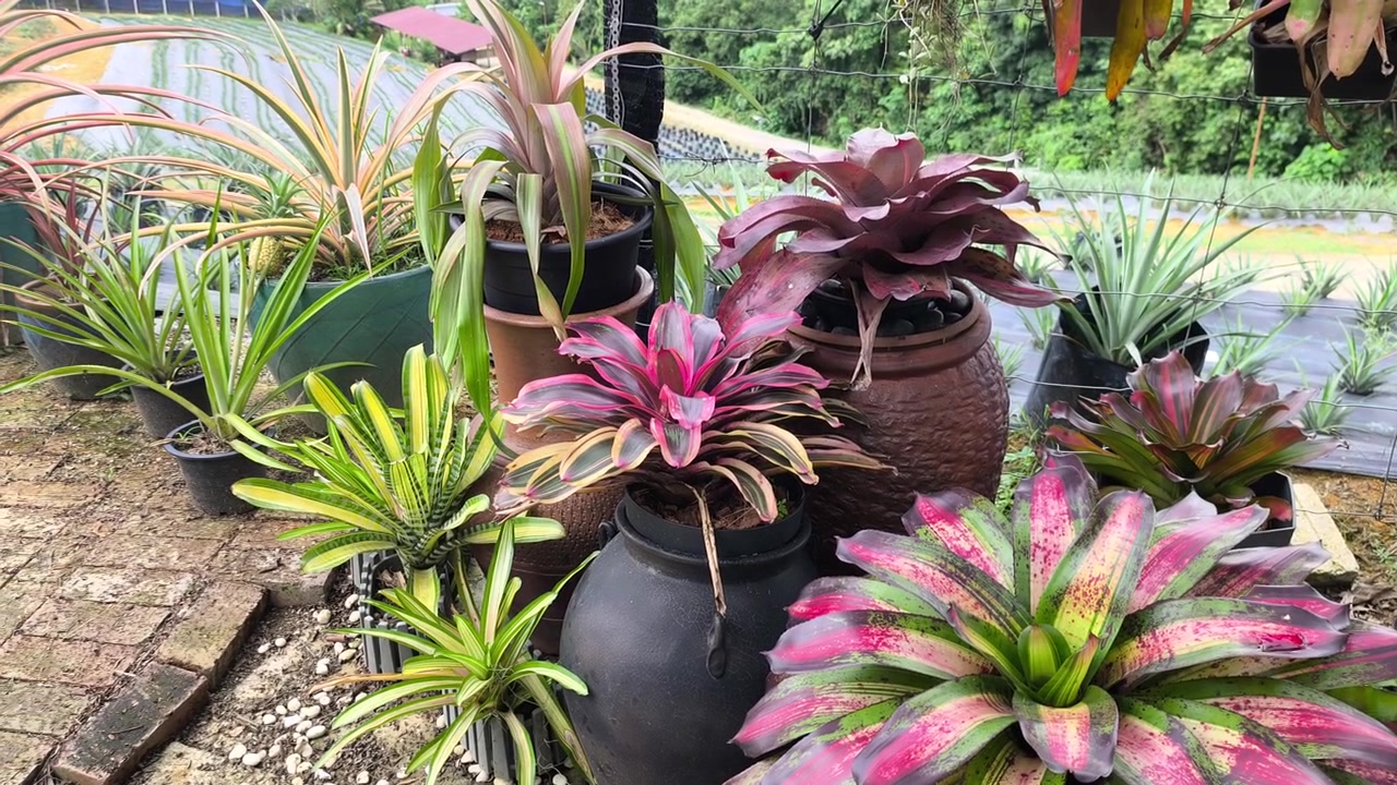 A diverse collection of pineapple species grows in small decorative pots. These unique plants come from various countries around the world. They are beautifully arranged as an ornamental display.