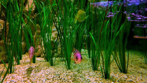 striped aquarium fish swim through tall green plants over gravel in tropical tank closeup