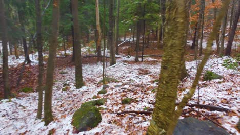 moviéndose a través de un bosque ligero con una cubierta de nieve y rocas cubiertas de musgo