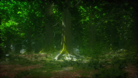 tree roots and sunshine in a green forest
