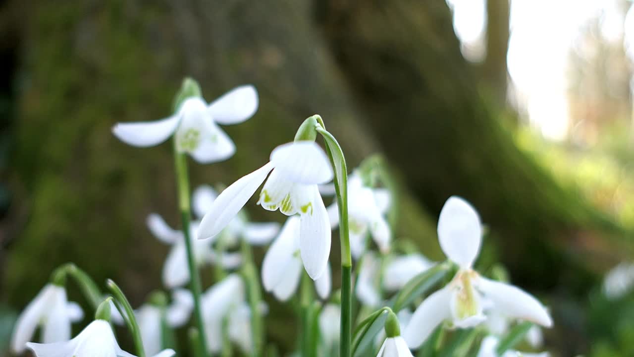 Primo piano di bucaneve in un sottobosco primaverile nel Regno Unito.